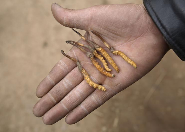 Cordyceps Sinensis Mushroom