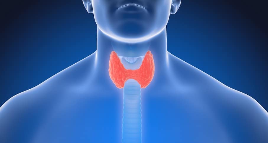 thyroid