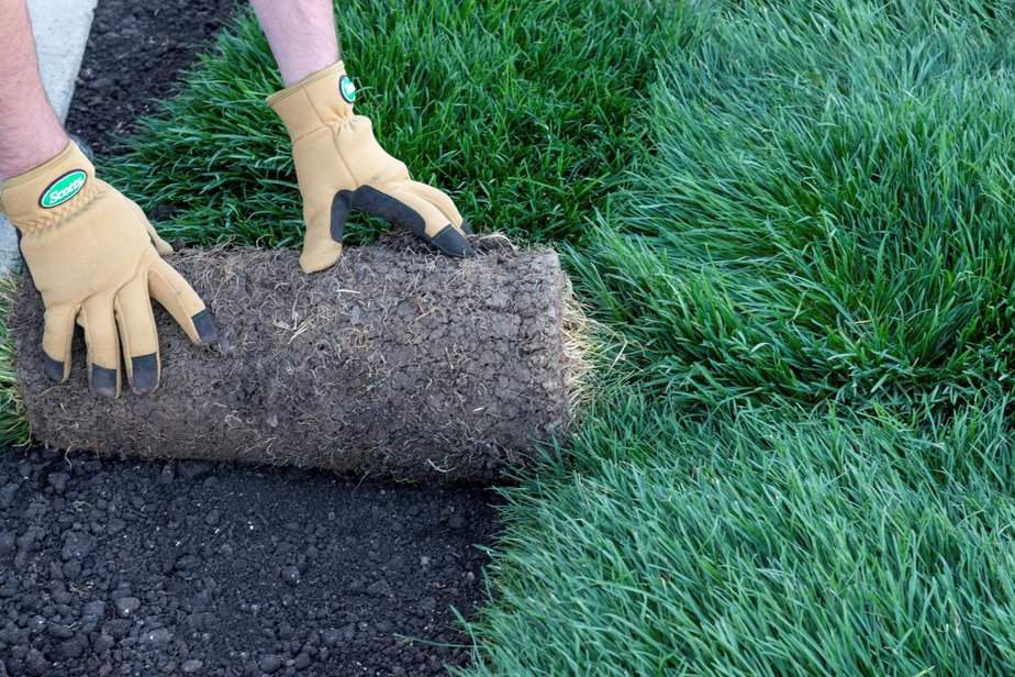 How to Lay Sod Over Existing Grass A StepbyStep Guide